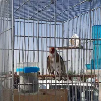 سهره کت بازکن جفتی