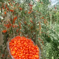 نهال گوجی بری ( نهال پول ساز ) ضدسرطان ضد پیری|خدمات باغبانی و درختکاری|چناران, |دیوار