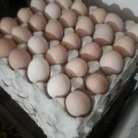 تخم مرغ محلی درشت خوردنی