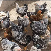 مرغ و خروس زینتی|حیوانات مزرعه|پارس‌آباد, |دیوار