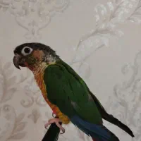 طوطی گرینچیک|پرنده|نجفآباد, باغ ملی|دیوار