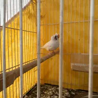 جفت فنچ لپ سیاه کاکلی(روی جوجه)|پرنده|طبس, |دیوار