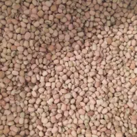 فروش لوبیا اشی محلی وبرنج عنبربو