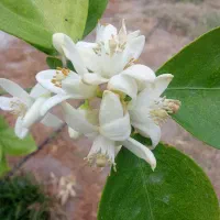 فروش پلاستیک گلخانه یکسال کار