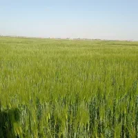 فراخوان  خانمهای  روانشناسی