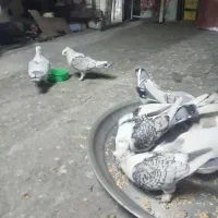 دو جفت کبوتر بلژیکی|پرنده|کرمانشاه, |دیوار