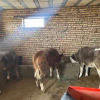 گوساله ماده دامازلخ دوراس شاروله و یک راس سیمینتال