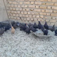 تعدادی ماده بزن سیاه سرکه ای دمسفید سینه زرد سبز|پرنده|شیراز, ریشمک|دیوار
