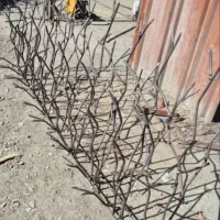 شاخه گوزنی و آبشاری