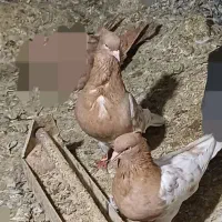 کبوتر کله|پرنده|گرگان, |دیوار