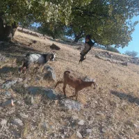 یک‌راس‌کهره‌نرنژادکوهی‌‌دوساله‌قیمت‌30ملیون|حیوانات مزرعه|دهدشت, |دیوار