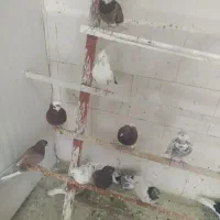 کفتر پرشی 150