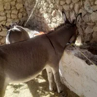 الاغ نر وماده|حیوانات مزرعه|یاسوج, |دیوار