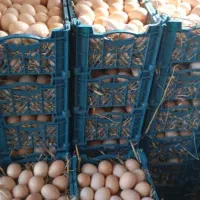 تخم مرغ محلی هیلکه محلی