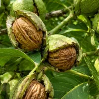 گردو زنی همه روزه