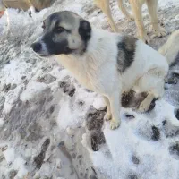 سگ گوسفندی قیمت 6/500 تومان