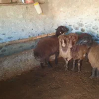 گوسفند چاق|حیوانات مزرعه|اردبیل, |دیوار