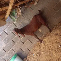 بز (پاکستانی)|حیوانات مزرعه|رفسنجان, |دیوار