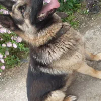 سگ ژرمن عالی|سگ|آستانه اشرفیه, |دیوار