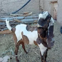 گوسفند