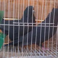 یک جفت زاغ چشم سیاه