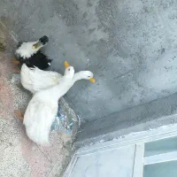 ادرک8ماه|پرنده|بم, |دیوار