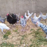 جوجه و تخم نطفه دار گلین لری اصل