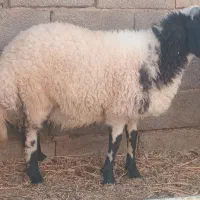 بره نر وماده|حیوانات مزرعه|کرمان, |دیوار