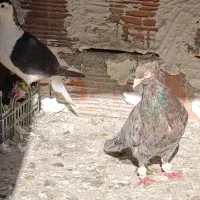 چندتاکبوتردرجه یک|پرنده|گنبد کاووس, |دیوار