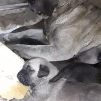 توله سرابی اصیل|سگ|اسلام‌شهر, شهرک قائمیه|دیوار