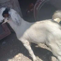 بزغاله‌نر‌فروشی‌‌۳تا