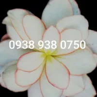 سیم کارت  0938 ایرانسل رند