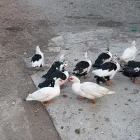 فروش اردک رشت|حیوانات مزرعه|نقده, |دیوار