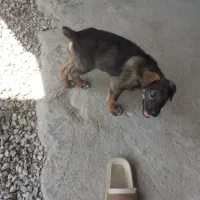 واگذاری  سگ سراب ژرمن