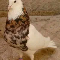 جوجه کفتر جیر