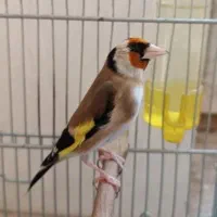 سقاسهره اسطوره