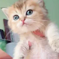 بچه گربه بریتیش اصیل