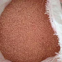 فردش بذر گندم|خدمات باغبانی و درختکاری|گل تپه, |دیوار