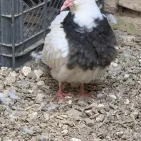 کفتر طوقی|پرنده|دهگلان, |دیوار