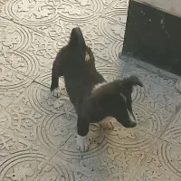 سگ پاکوتاه|سگ|کرمانشاه, |دیوار