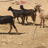 بز ،کولار
