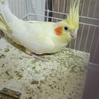 عروس هلندی کار داده|پرنده|مشهد, شهرک مهرگان|دیوار