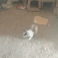 سگ پا کوتاه|سگ|کرمانشاه, |دیوار