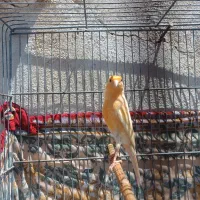 قناری نر مست