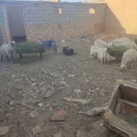 بره بز گوسفند چپش بزغاله میش شیشک گاو گوساله|حیوانات مزرعه|اصفهان, شهرستان|دیوار