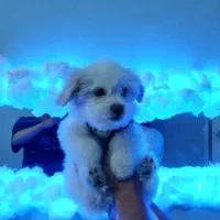 واگذاری سگ اصیل میکس پامر شیتزو