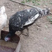 بوقلمون|حیوانات مزرعه|امیدیه, |دیوار