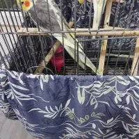 عروس هلندی|پرنده|بندر انزلی, چهارفریضه|دیوار