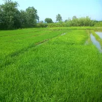 فروش بذر سنتی هاشمی و شیرودی|خدمات باغبانی و درختکاری|رشت, پیله داربن|دیوار