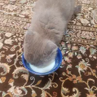 بچه گربه اسکاتیش فولد|گربه|کرمان, |دیوار